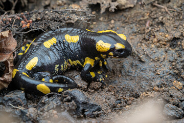 Salamandre tacheté, Salmandra salamandra terrrestris
