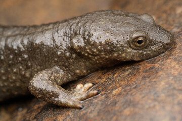 Calotriton asper / France