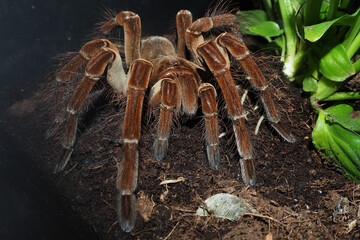 a large brown spider with villi of the genus theraphosa stirmi sits on the ground next to green plants in a terrarium . large spider