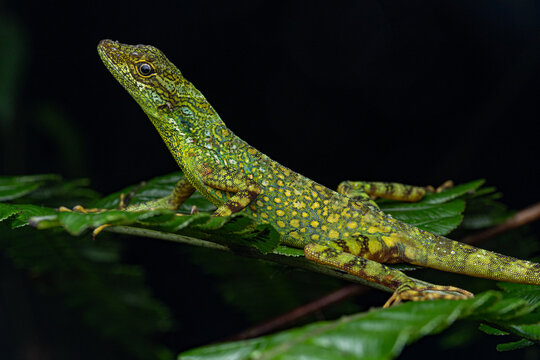 รูปภาพHerpetologie เลือกดูภาพถ่ายสต็อก เวกเตอร์ และวิดีโอ725 Adobe