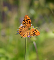 papillon tacheté