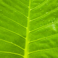 Fresh green leaf texture