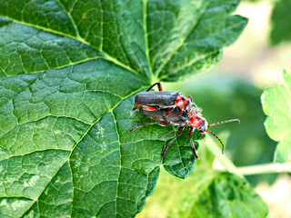 Two beetles on a green leaf in the garden