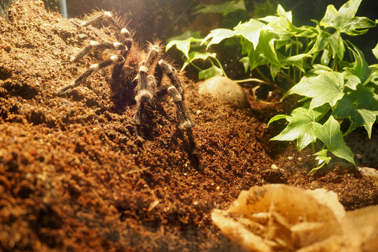 a large black spider with white stripes and villi from the genus Acanthoscurria brocklehursti crawls on the ground in a glass terrarium side view . large spider