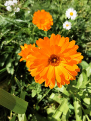 Orange flower
