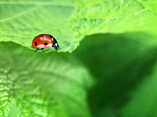 Red ladybug on a green leaf in the garden