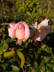 Rosebud on a bush