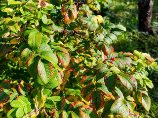 Rosehip bush with berries