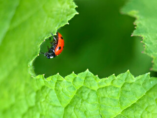 Red ladybug on a green leaf in the garden