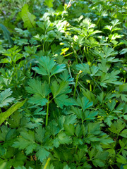 Parsley leaves