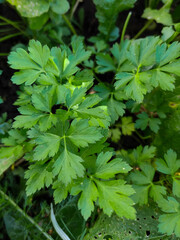 Parsley leaves