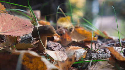 mushroom in autumn in the foliage