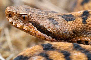 Tête Vipere aspis (Vipera aspis) - France