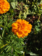 Orange marigold