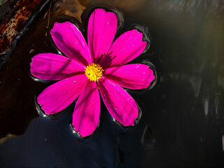 Pink flower in the water under the sun