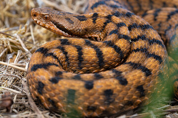 Vipere aspis (Vipera aspis) - France