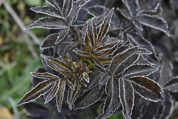 Fototapeta premium Beautiful boozy leaves decorated with hoarfrost after the first autumn frost