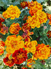 A bush of bright red orange marigolds
