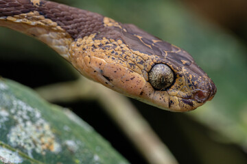Imantodes cenchoa, tête serpent