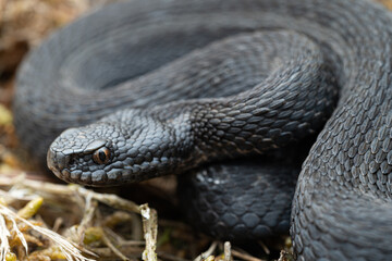 Vipère seoane / France