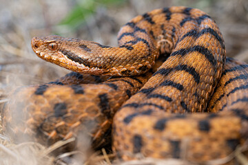 Vipere aspis (Vipera aspis) - France