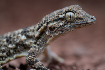 Tête, Tarente de Maurétanie, gecko / France