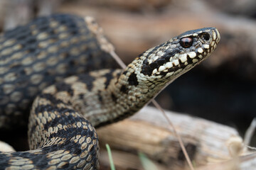 Vipere peliade, Bretagne / France