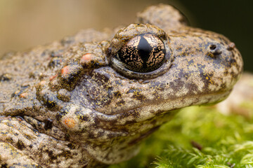 Crapaud accoucheur (Alytes obstetricans) France Pyrénnées