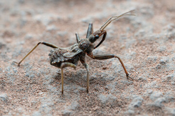 Reduve sp. France