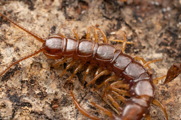 Scolopendre sp. France