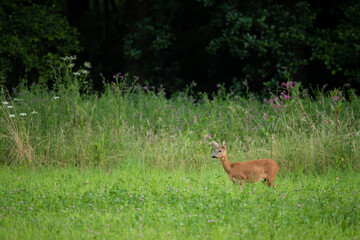 Rehwild