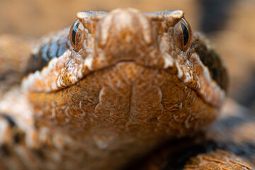 Tête Vipere aspis (Vipera aspis) - France