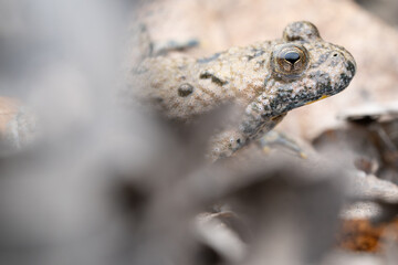 Crapaud Sonneur à ventre jaune (Bombina variegata) / France 