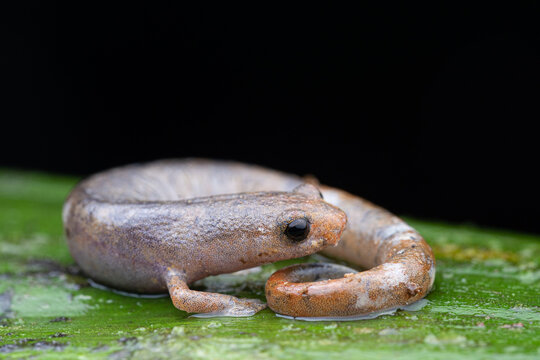 Bolitoglossa 이미지 찾아보기 30 스톡 사진, 벡터 및 비디오 Adobe Stock