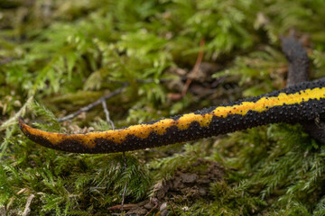 Détail queue triton / France