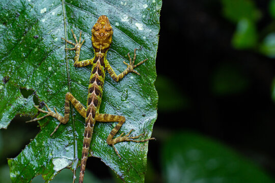 รูปภาพHerpetologie เลือกดูภาพถ่ายสต็อก เวกเตอร์ และวิดีโอ725 Adobe