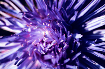 Fototapeta na wymiar Macro messy and beautiful closeup of the chrysanthemum or aster bud and petals of the flower.