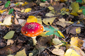 Poisonous mushroom Amanita muscaria grows on last year's foliage. Close-up. Autumn.