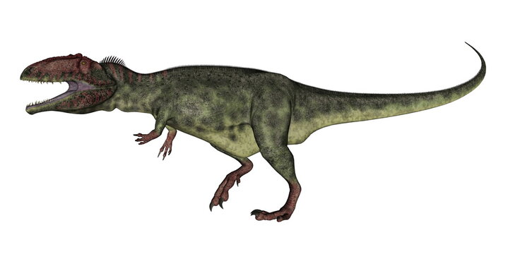 Giganotosaurus dinosaur roaring isolated in white background - 3D render