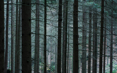 forest trees pattern