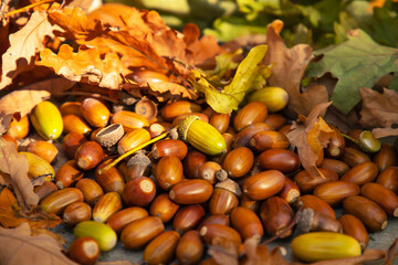 close up selective focus photo of a pile of colorful acorns and leaves in soft light