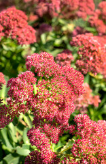 Closeup pink flowering sedum plant in garden, sunshine, bright, colorful
