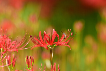 ヒガンバナとアブ