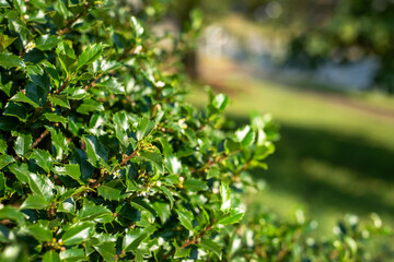 Closeup holly bush leaves, in sunshine, suburban background, 