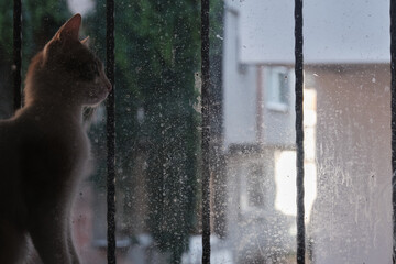 Cat in dusty, dirty glass window