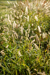 Closeup long grass weeds with seed pods backlit by sun in landscape meadow