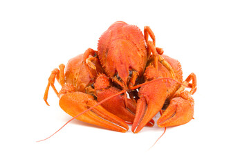 Boiled Fresh Crayfish,Crawfish,  isolated on white background