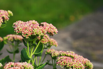 Bee on beautiful decorative garden plant. Sedum (Sedum spectabile) at autumn sunny day. Flower card background with pink sedum and sun rays or floral wallpaper