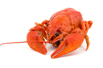 Boiled Fresh Crayfish,Crawfish,  isolated on white background