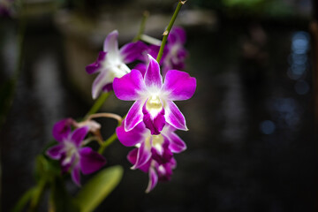 Fototapeta na wymiar Purple orchid flower in the garden. Branch of blooming orchid. Tropical flowers blossom. Flower background for decoration. Selective focus. Close up. Bali